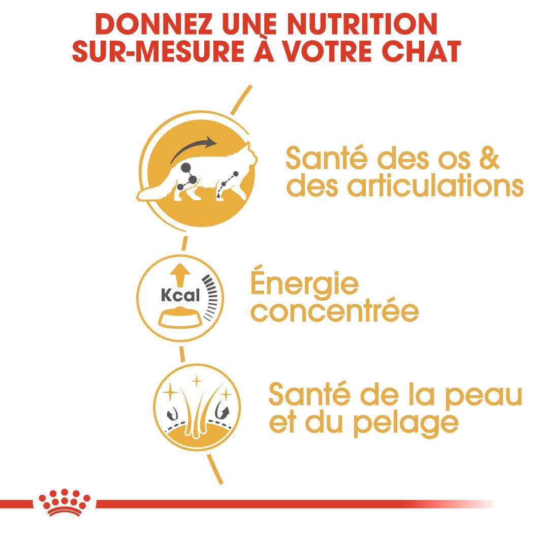 Royal Canin - Aliment chat Maine Coon Adulte - ROYAL CANIN - Imagen 16