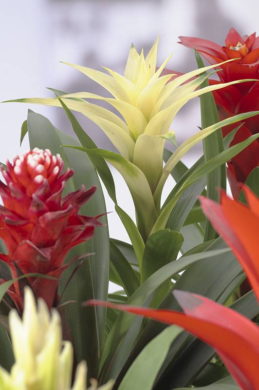 Guzmania - Image 2