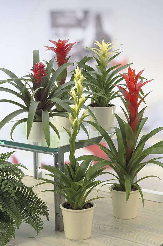 Guzmania - Image 1