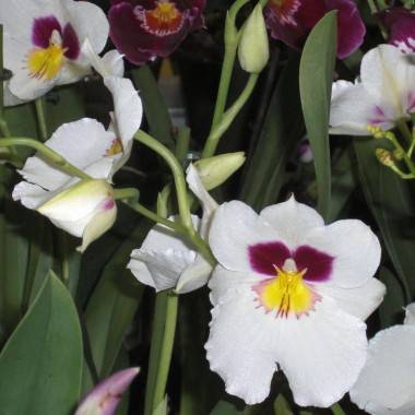 Miltonia - Imagen 1