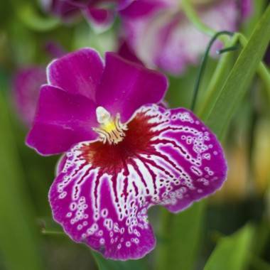 Miltonia - Imagen 2