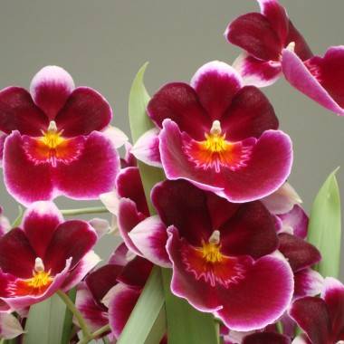 Miltonia - Imagen 3
