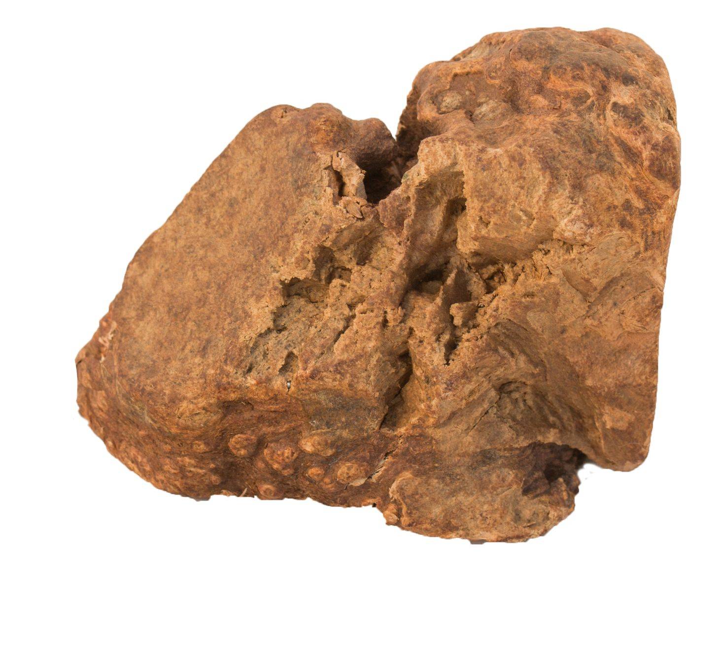 Bubimex - Racine à mâcher naturelle pour chien 60-150 g - Imagen 2