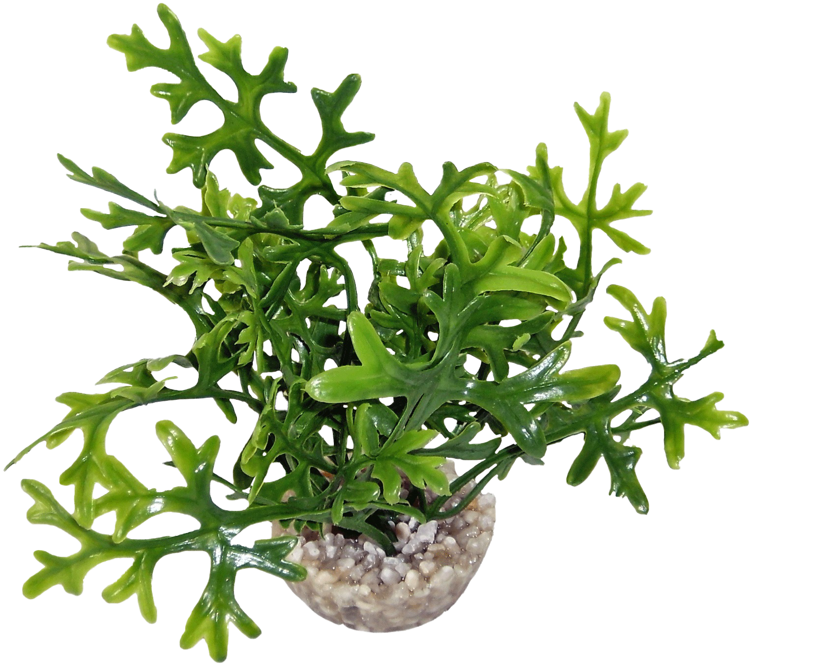 Labéo - Algue artificielle PM verte - H.12 cm - Labéo - Image 1