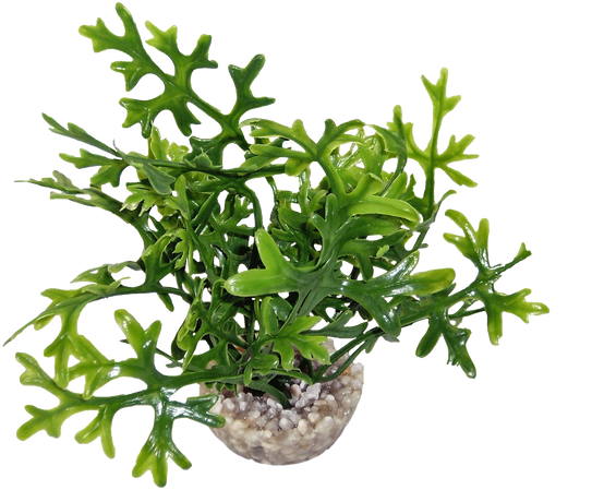 Labéo - Algue artificielle PM verte - H.12 cm - Labéo - Image 2