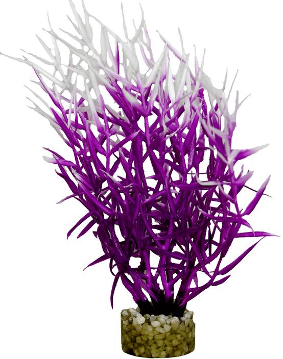Labéo - Décor d'aquarium - LABEO - Image 7