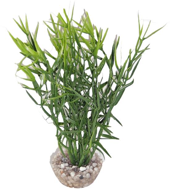 Labéo - Décor d'aquarium - LABEO - Image 10