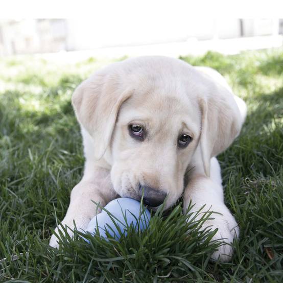 KONG - KONG SNACKS™ PUPPY Small - Image 6