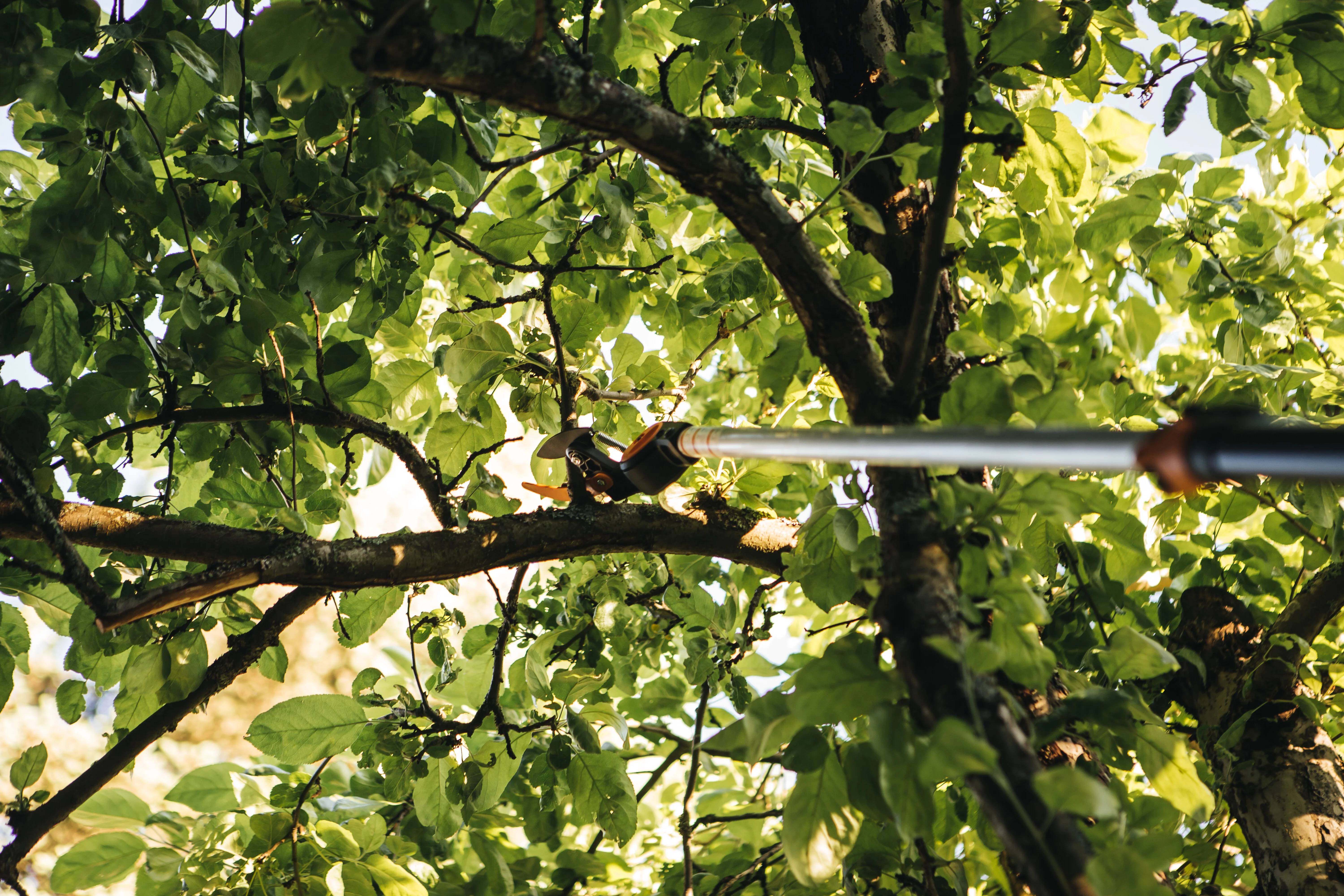 Fiskars - Coupe-branches multifonctions FISKARS UPX82 - Image 16