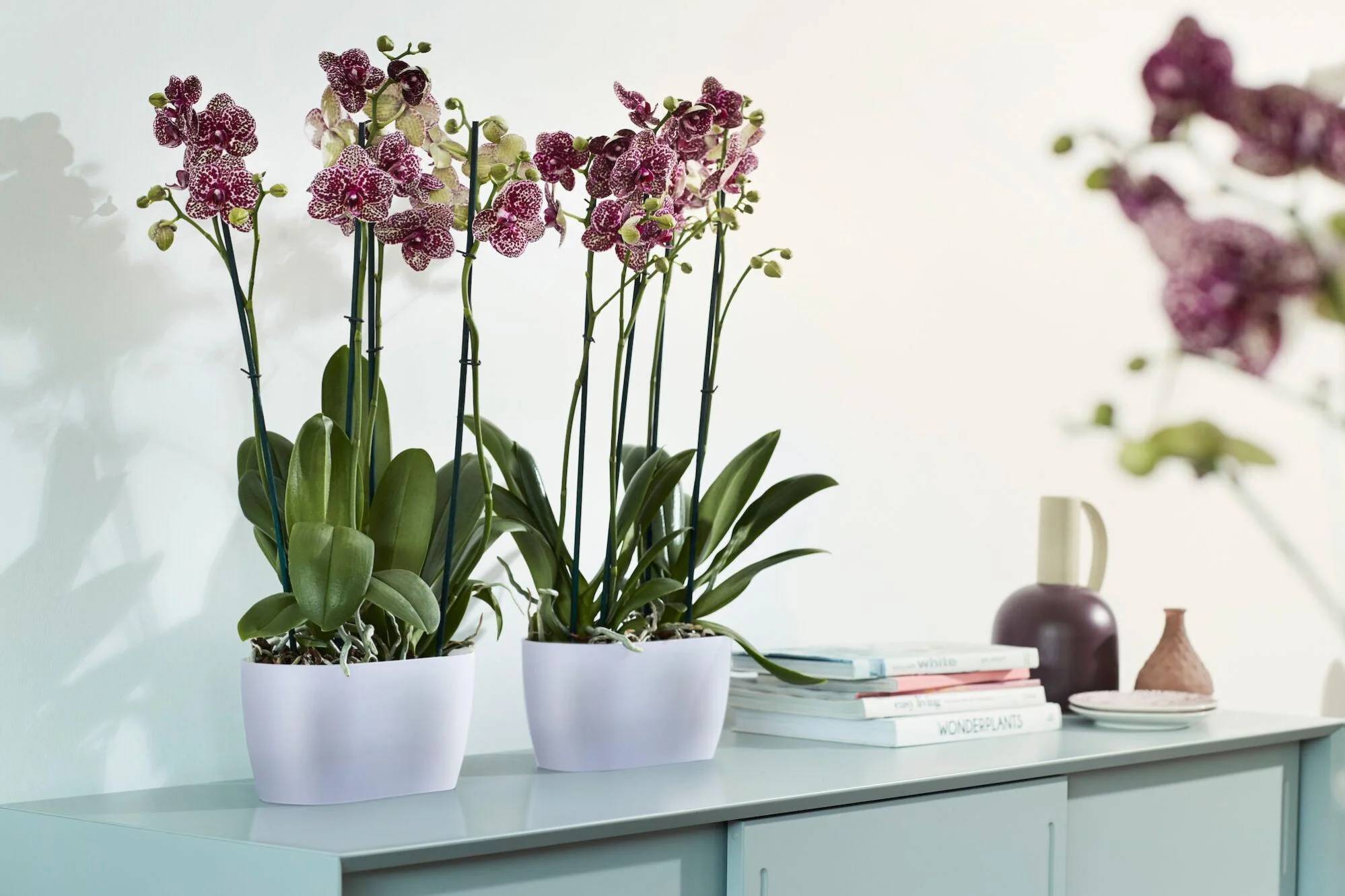 Pot orchidée plastique transparent – ELHO - Image 3