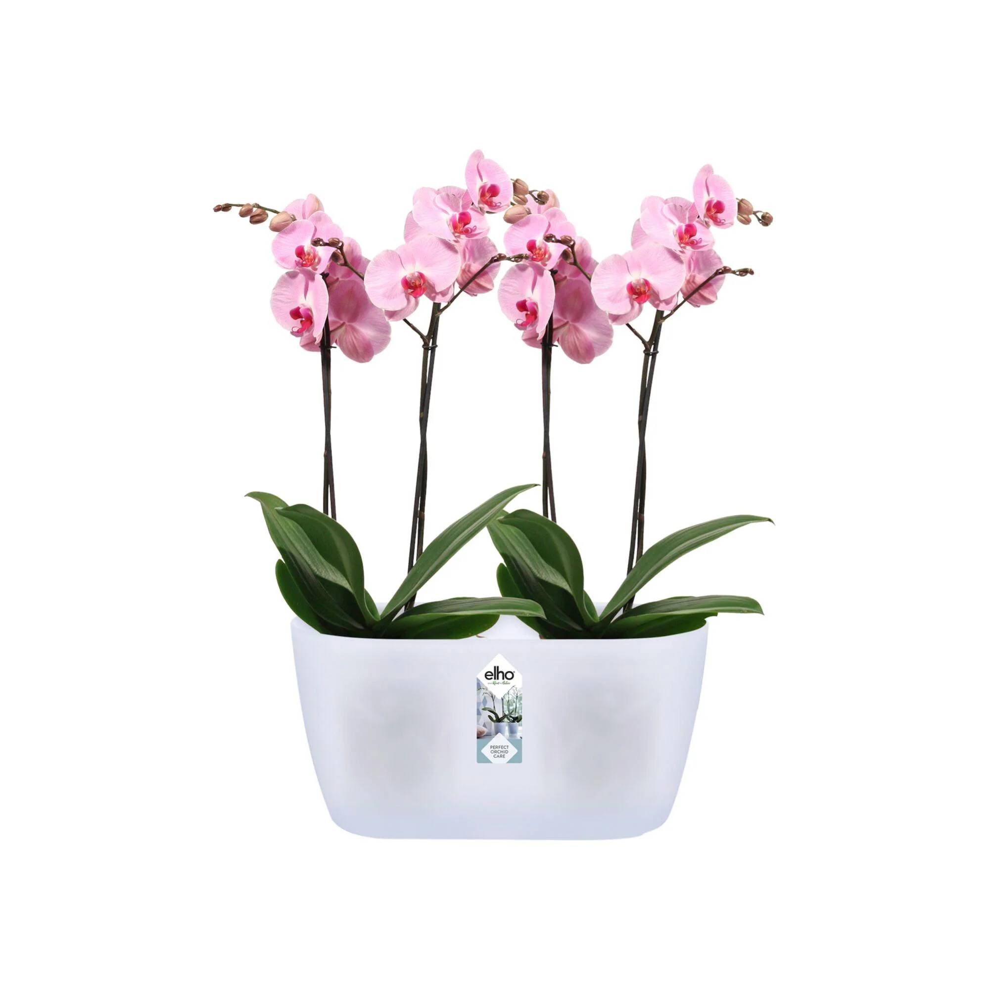 Pot orchidée plastique transparent – ELHO - Image 2
