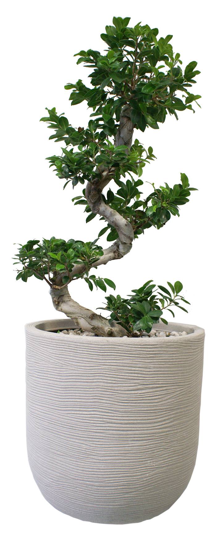 Chapelu Frères - Pot Cuvier Minéral Corde Ø 35 x H.34 cm - Imagen 2