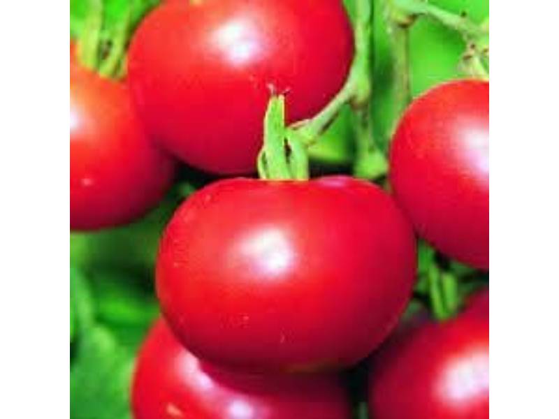 Vilmorin - Tomate Matina Bio série 2 sachet graines 0,15 g - Vilmorin - Image 2