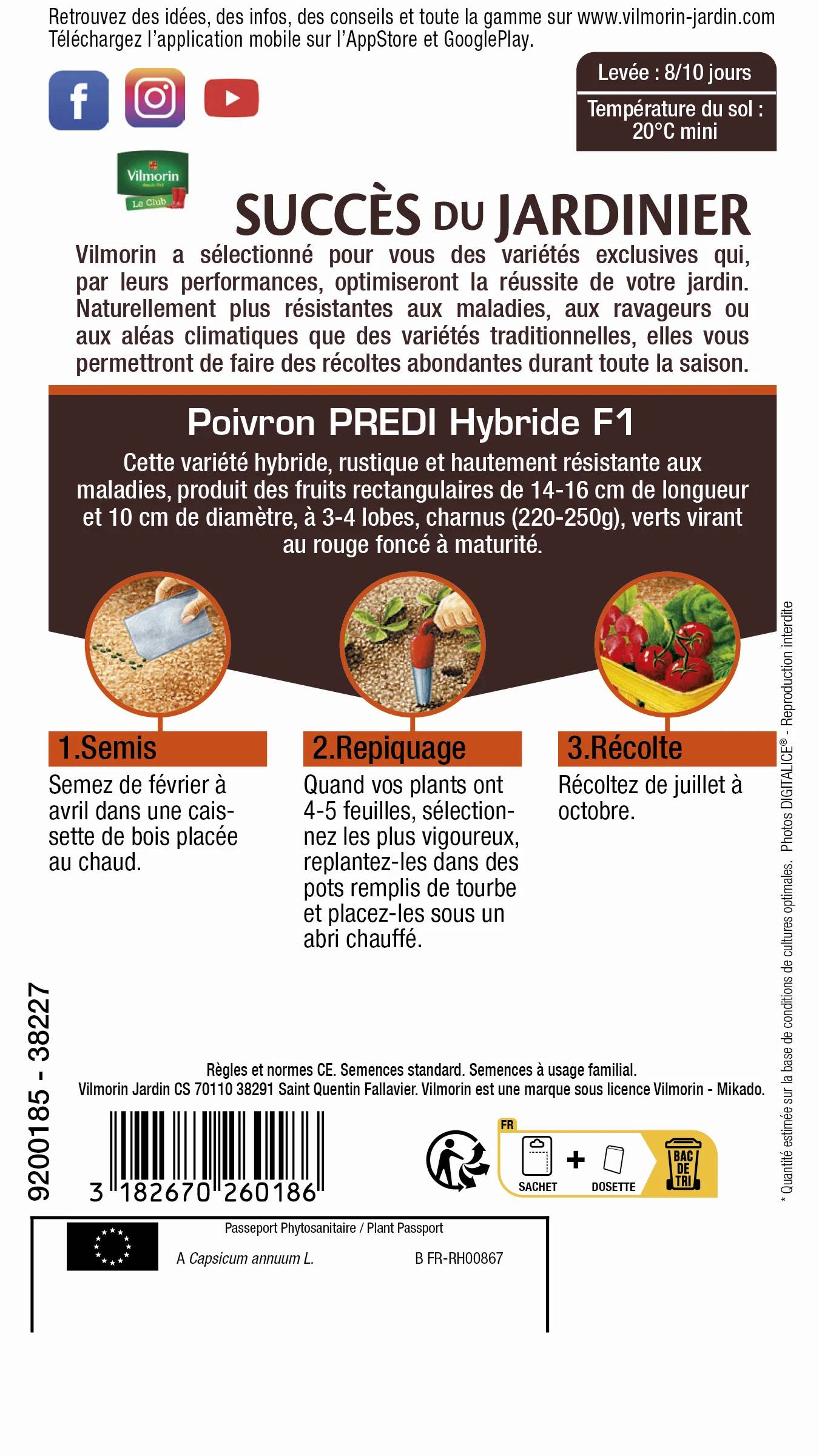 Vilmorin - Poivron Predi hf1 série 2 sachet graines 0,3 g - Vilmorin - Image 3