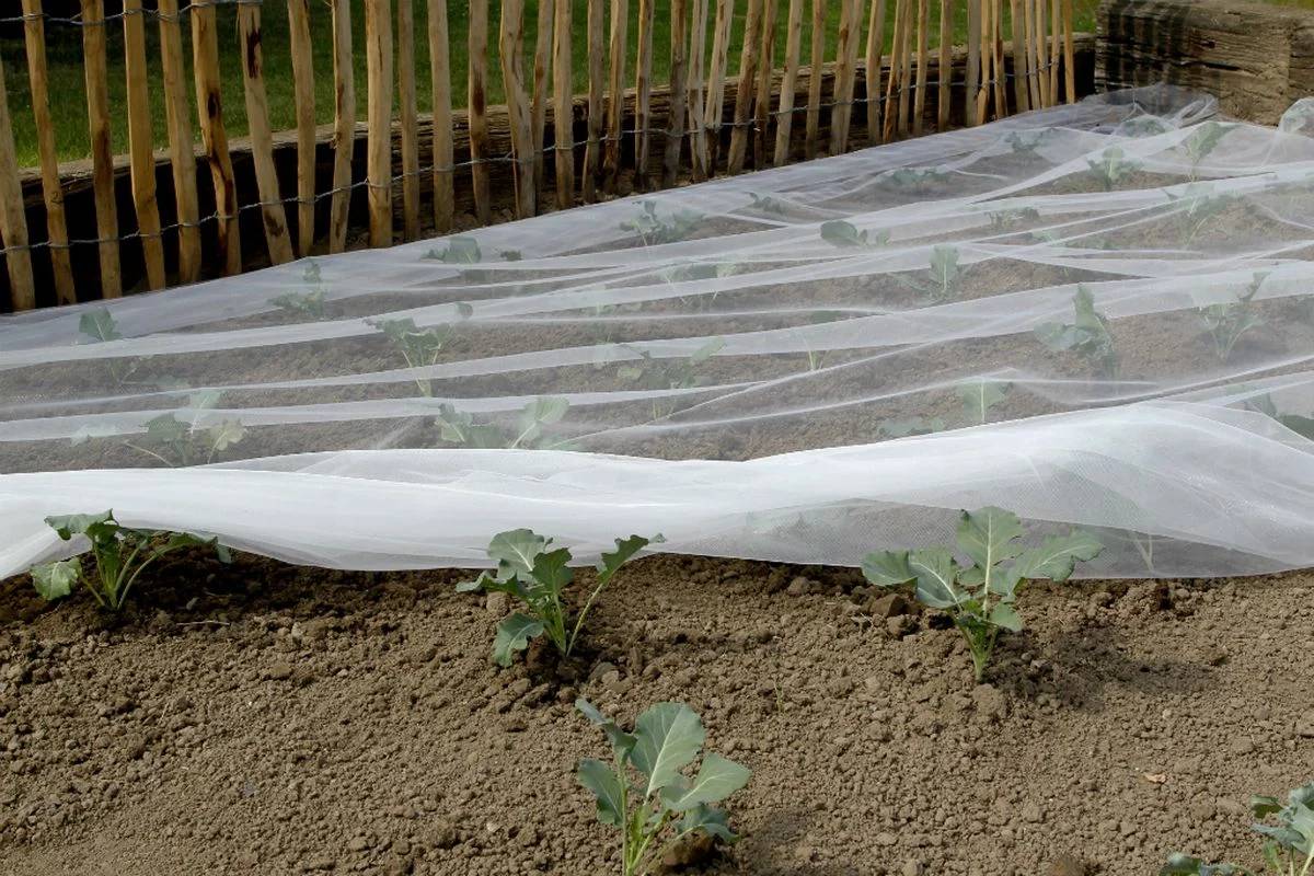Nortène - BIOCONTROL Filet anti-insectes blanc 3,30x10 m - Imagen 7