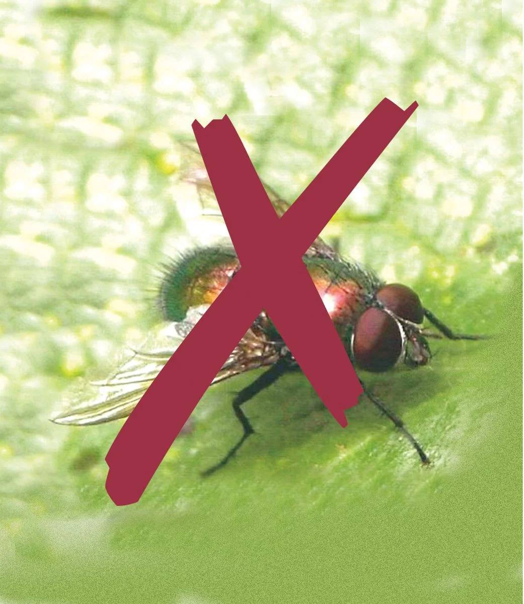 Nortène - BIOCONTROL Filet anti-insectes blanc 3,30x10 m - Imagen 8