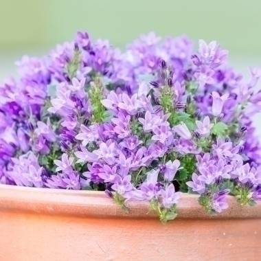 Campanule des murs 'Ambella Purple®'