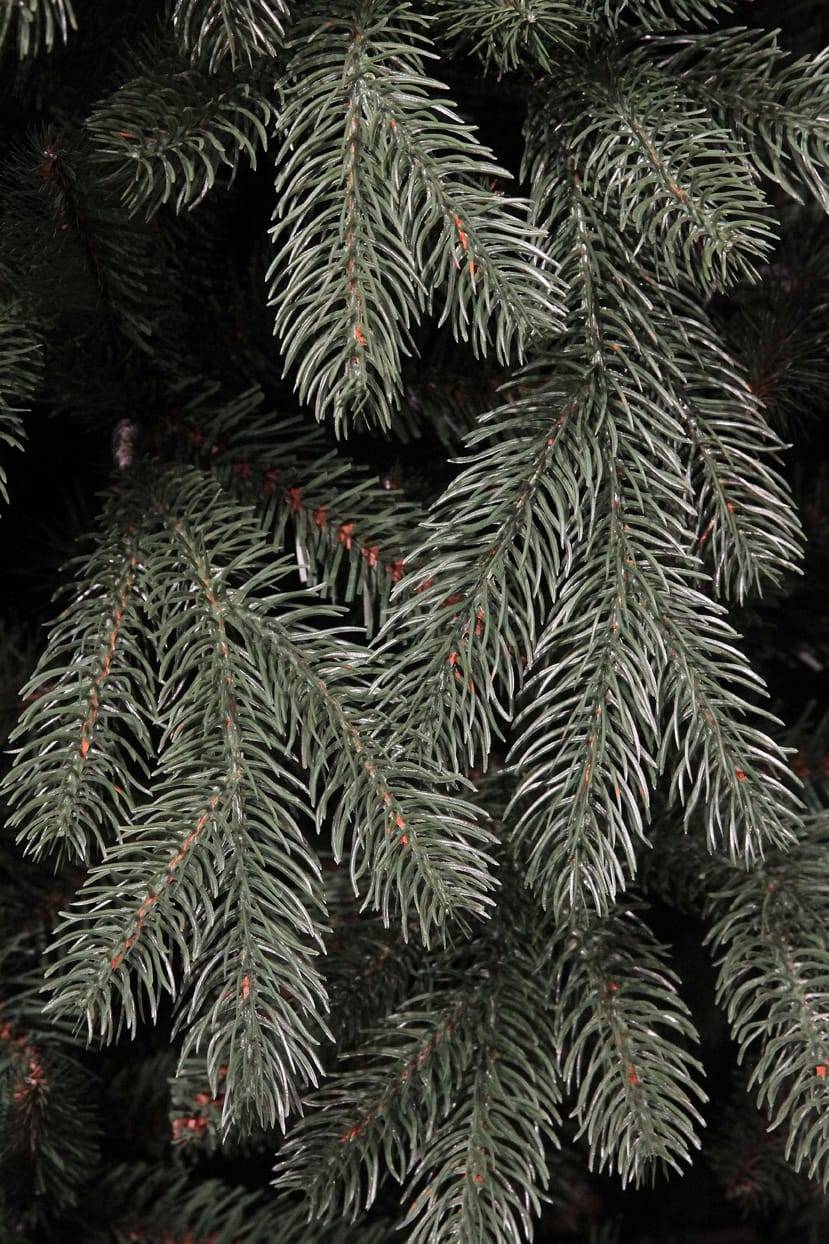 Black Box Trees - Sapin de noël Tanoak vert avec 1412 branches - Ø.130 x H.185 cm - Image 2