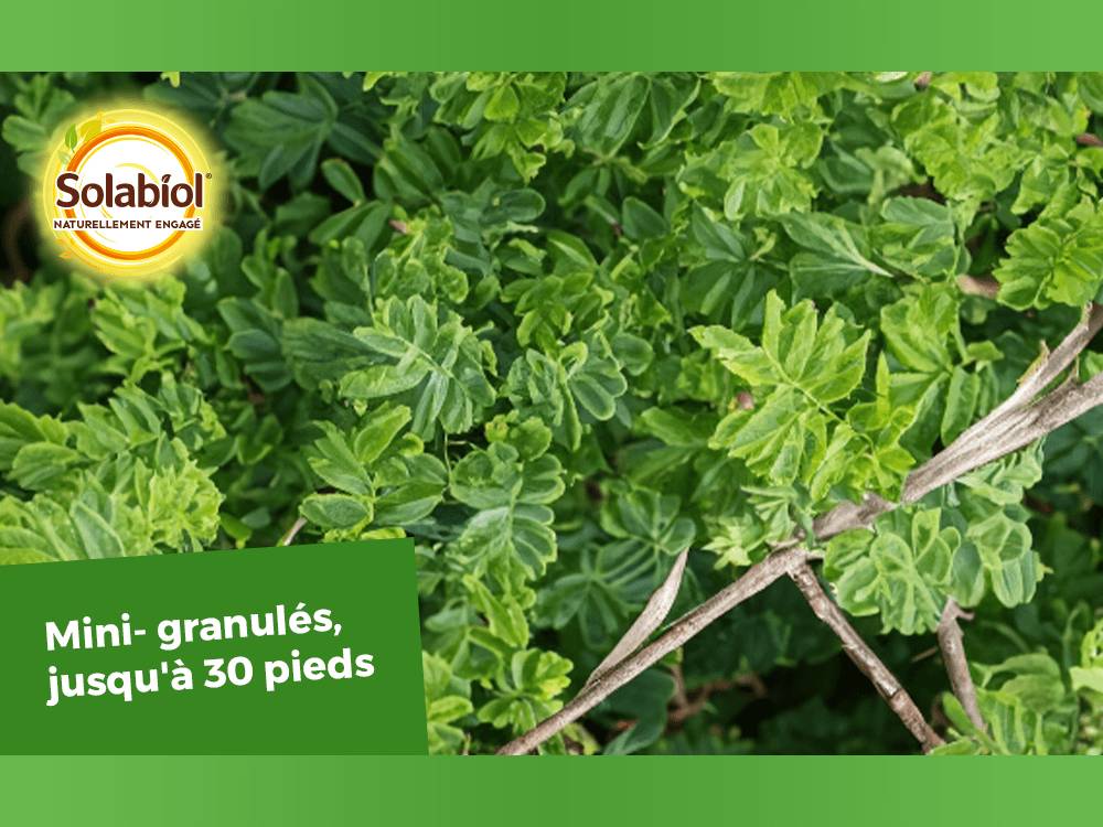 Solabiol - Engrais arbres et arbustes - SOLABIOL - Imagen 2