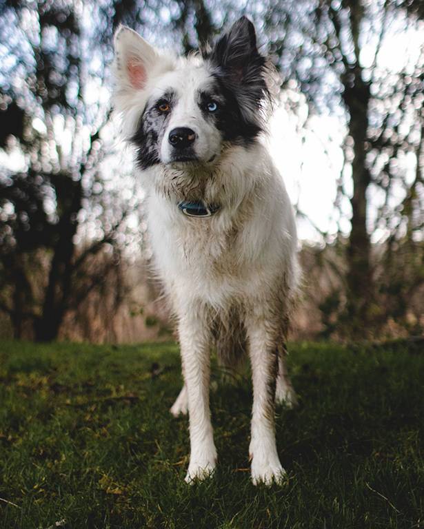 Petsafe - Petsafe - Système d'éducation à stimulation - portée 900 m - Imagen 8