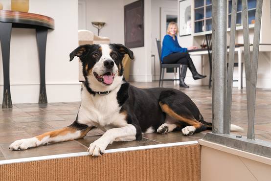 Petsafe - Système de dressage PETSAFE - Image 5