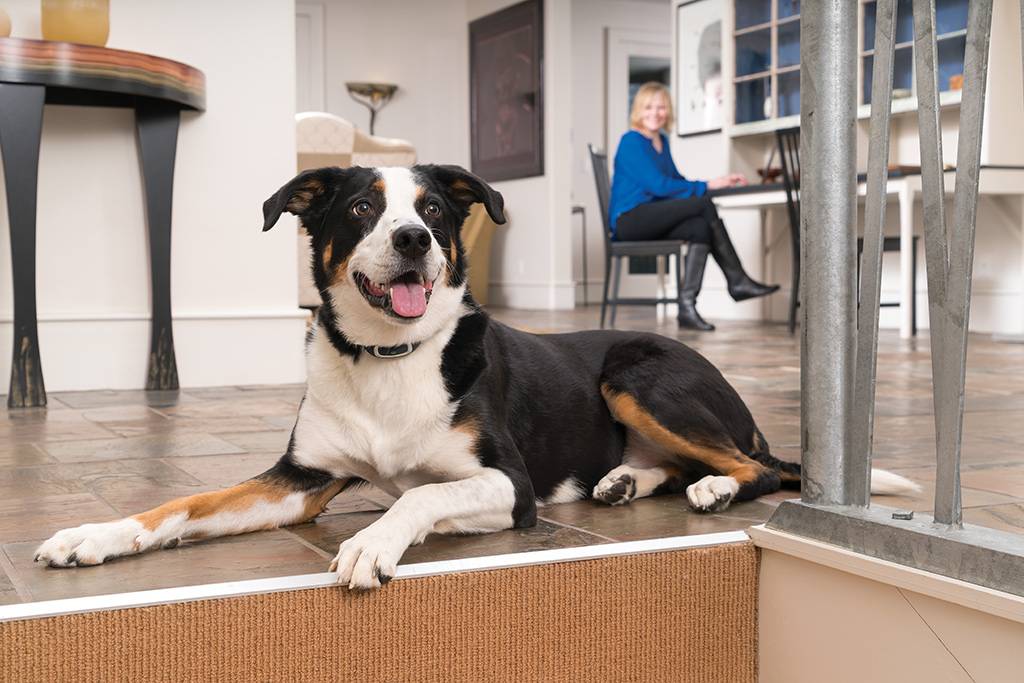 Petsafe - Système de dressage PETSAFE - Imagen 5