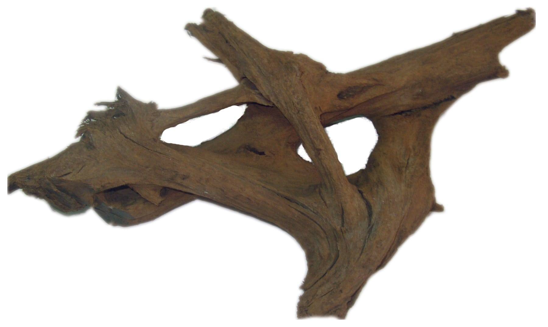 Aquavie - Aquavie - Racine Malaisie small 15-25 cm