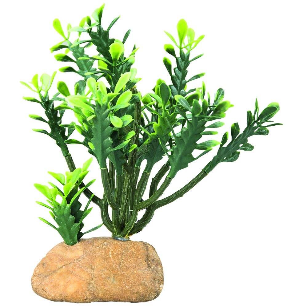 Hobby euphorbia - L.6 x l.10 x H.17 cm