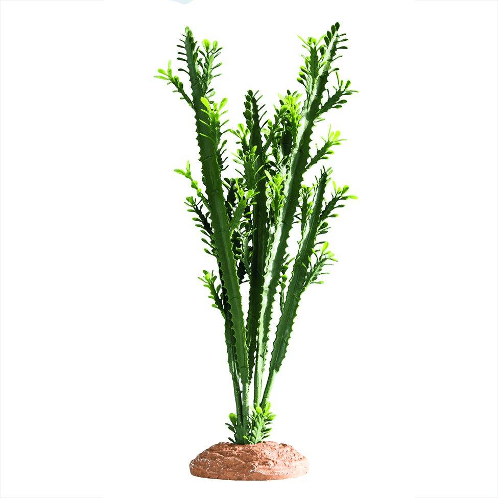 Hobby - Hobby - Euphorbia - L.10 x l.25 x H.46 cm
