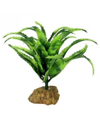 African aloe vera - L.8 x l.8 x H.20 cm