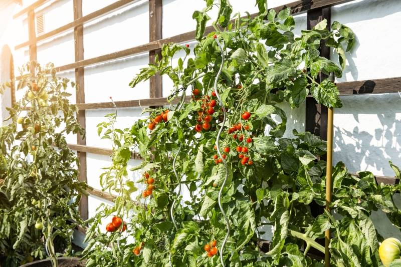 Windhager - Tuteur tomates spirale cranté L180 cm - Imagen 3