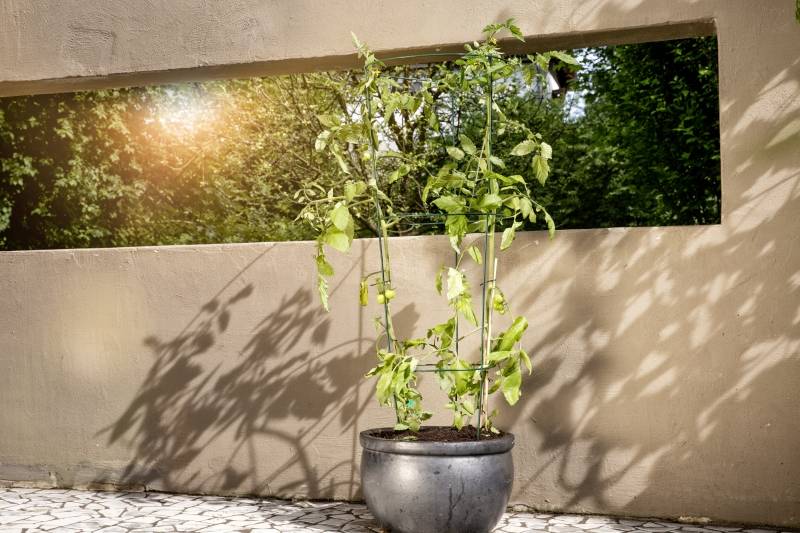 Windhager - Tour à tomates ronde ø35 x h106 cm - Image 2