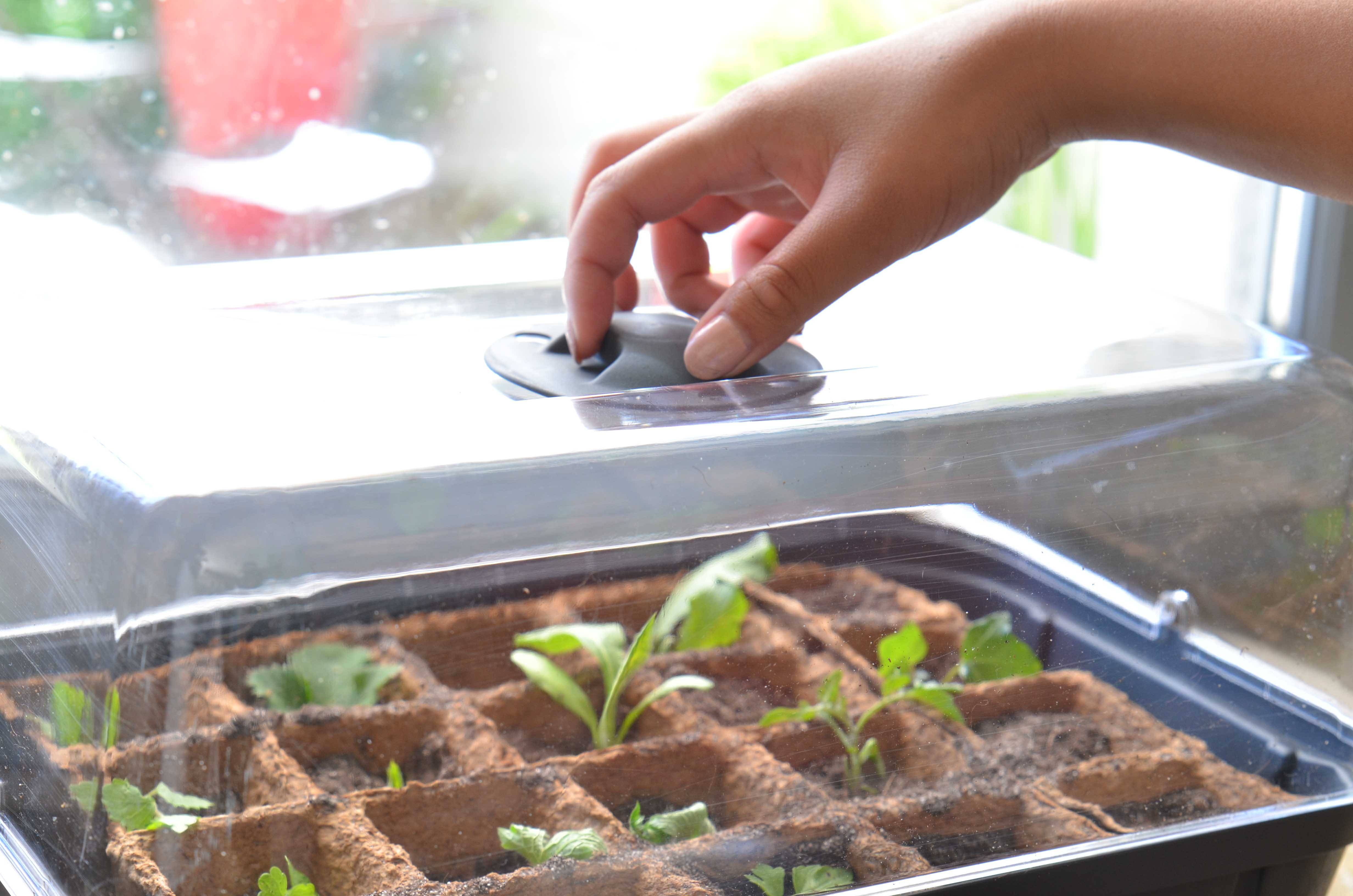 EDA Plastiques - Mini serre de culture – EDA - Image 4