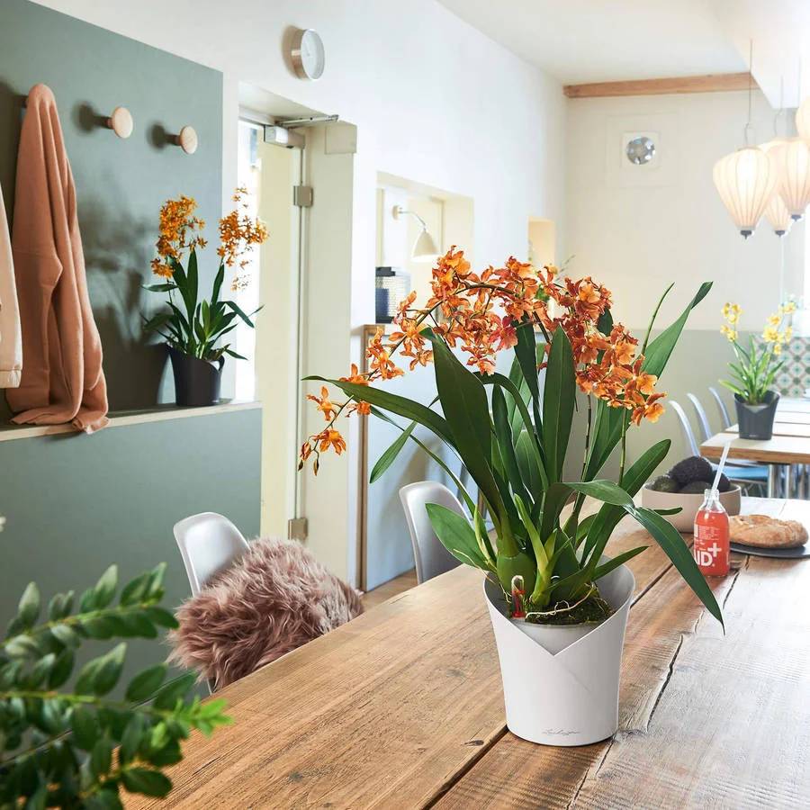 Lechuza - Pot pour Orchidées Kit Complet – LECHUZA - Image 9
