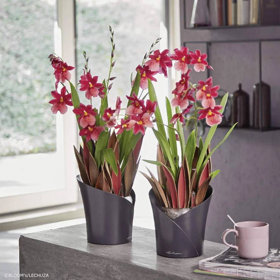 Lechuza - Lechuza - Orchidea kit complet gris mat L.18 x l.18 x H.20 cm - Imagen 6