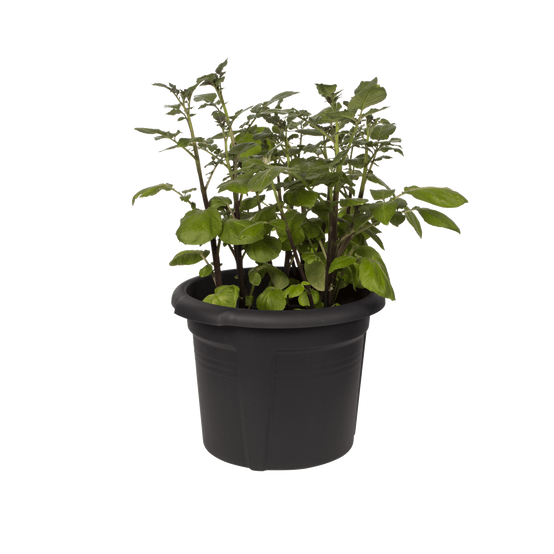 Elho - Pot pour pommes de terre Green Basics Noir Ø 32,5 x H.25,7 cm - Image 2
