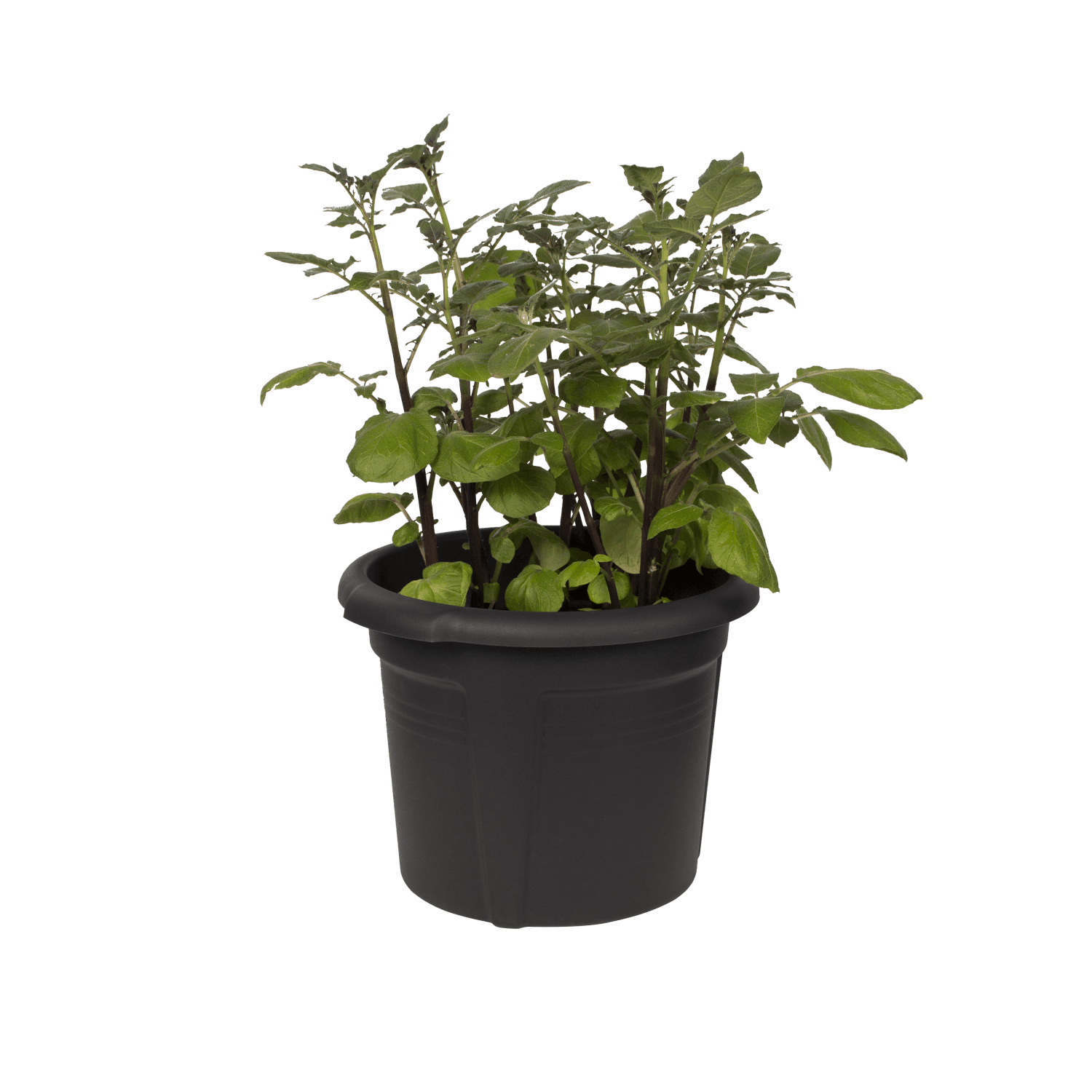 Elho - Pot pour pommes de terre Green Basics Noir Ø 32,5 x H.25,7 cm - Imagen 2