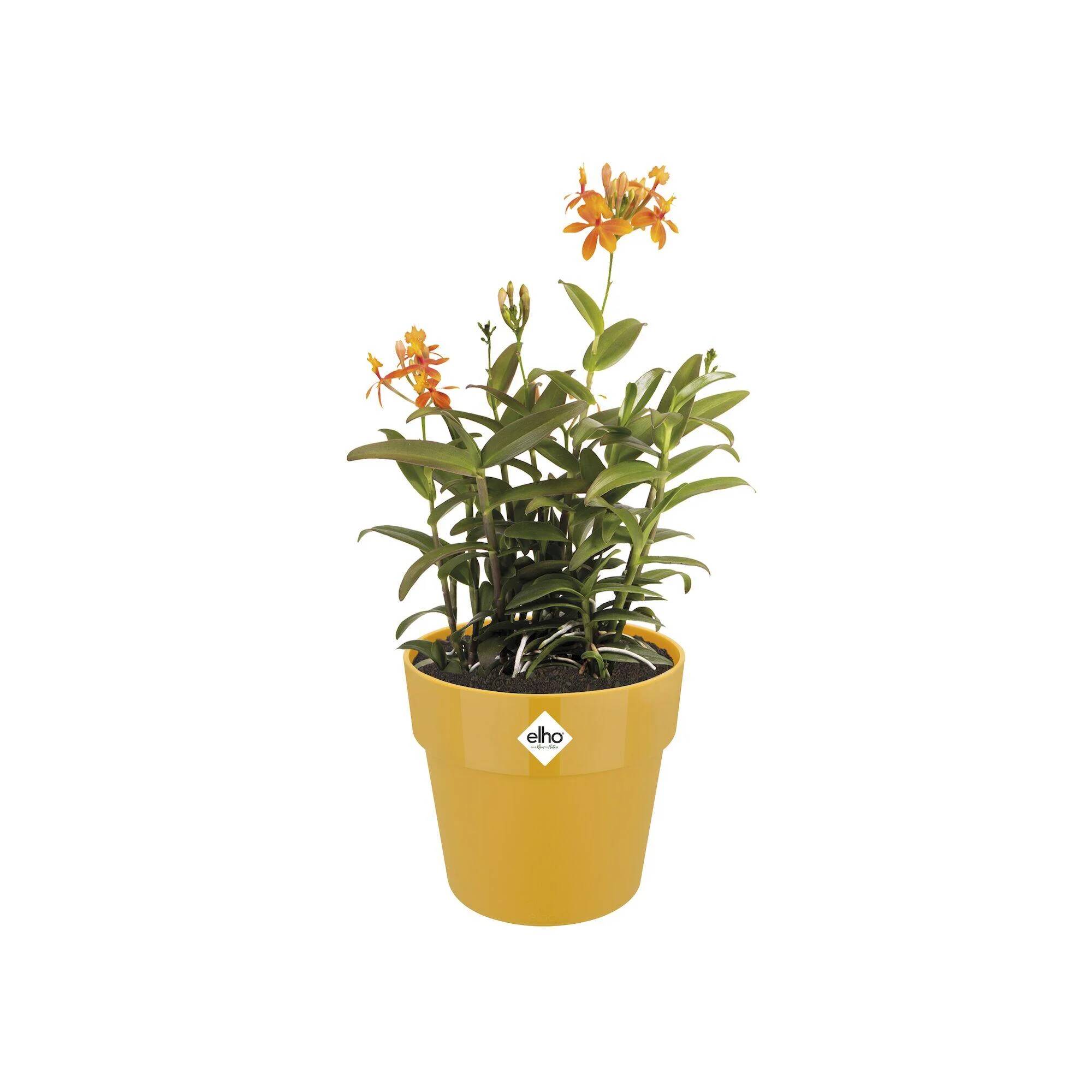 Elho - Elho - Cache pot rond B.for Original ocre Ø.30 cm - Image 3