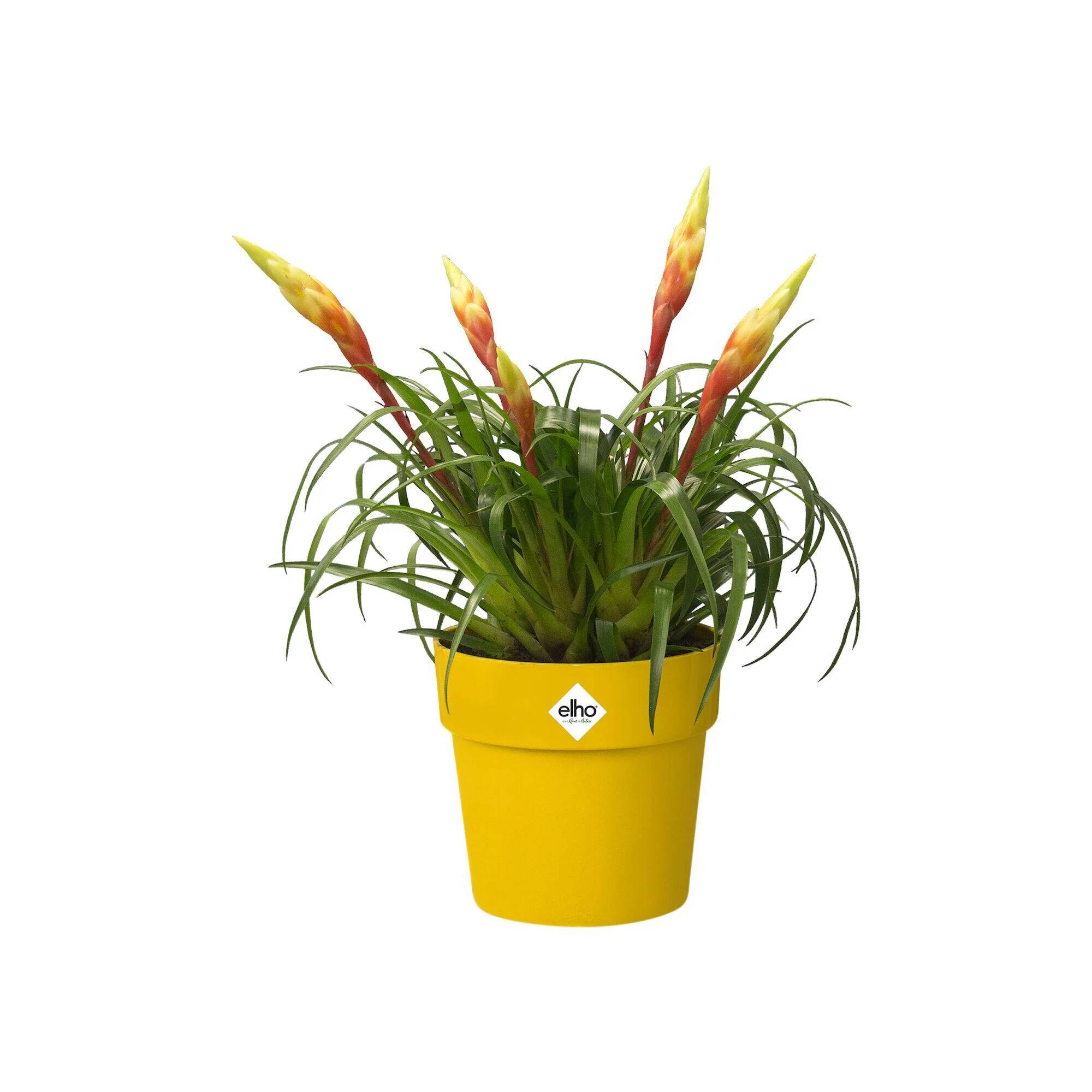 Elho - Elho - Cache pot rond B.for Original ocre Ø.30 cm - Image 2