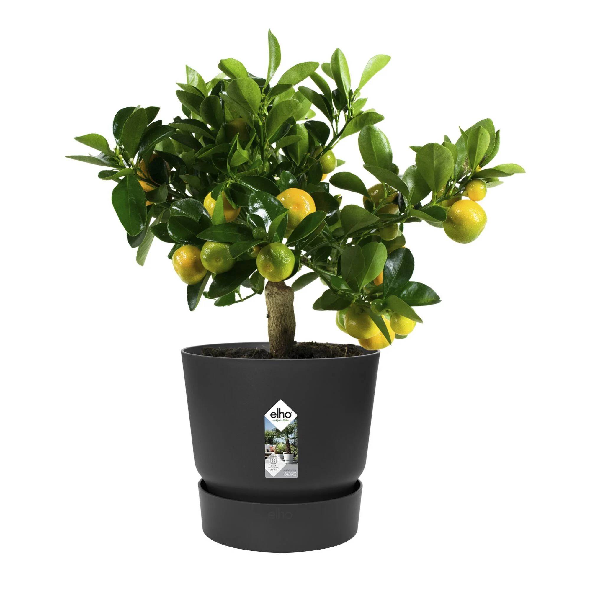 Elho - Maceta redonda de plástico reciclado living negro Ø. 30 x H.28 cm Greenville – ELHO - Imagen 7