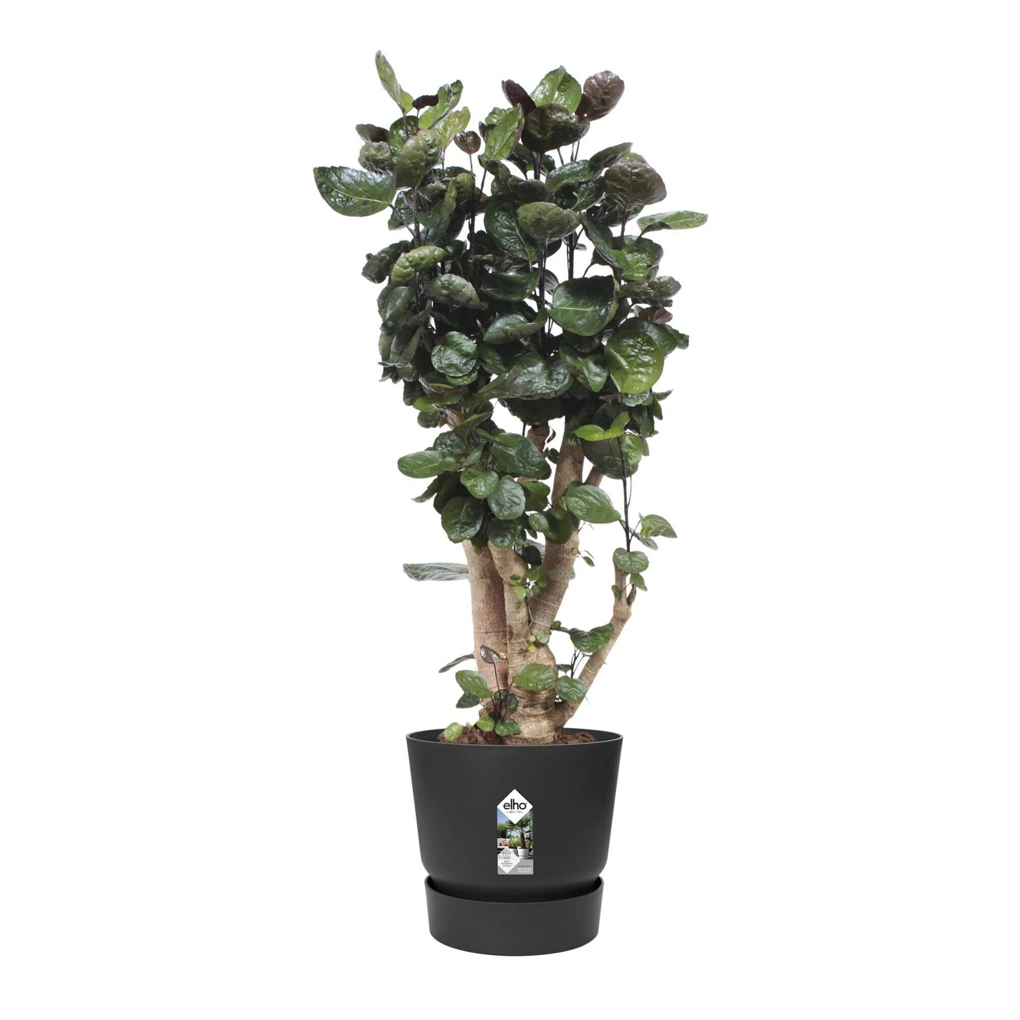 Pot de fleurs rond plastique noir Ø 39 cm H 36,8 cm – ELHO - Image 14