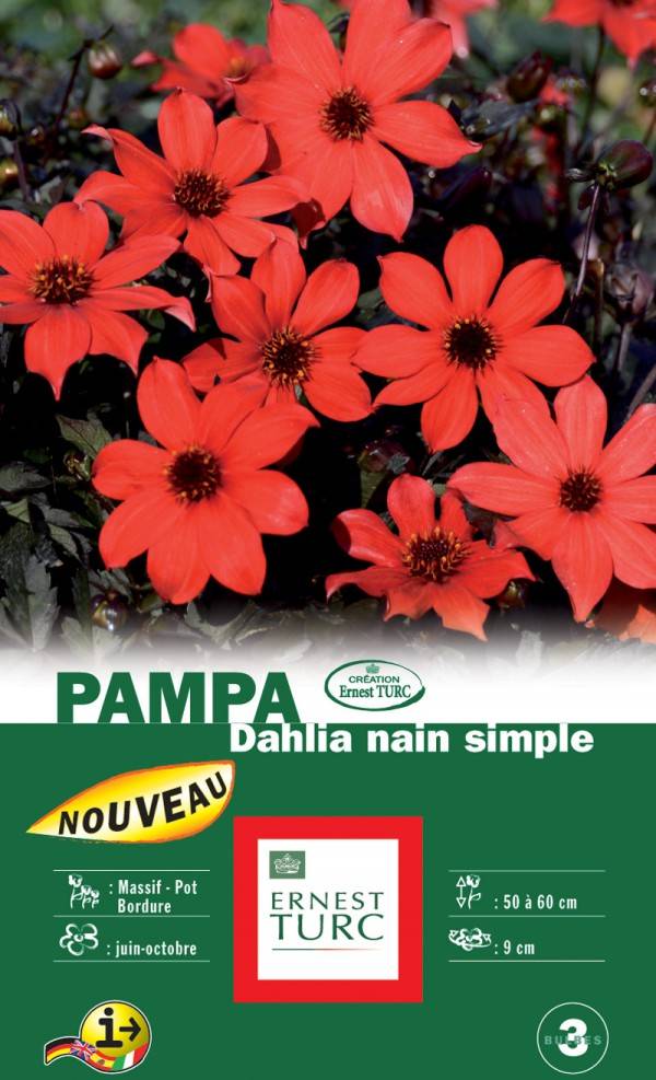 Dahlia nain simple Pampa - Pampa - Image 1