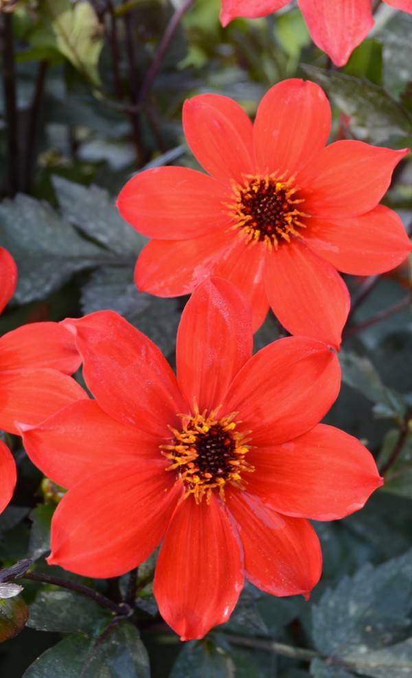 Dahlia nain simple Pampa - Pampa - Image 2