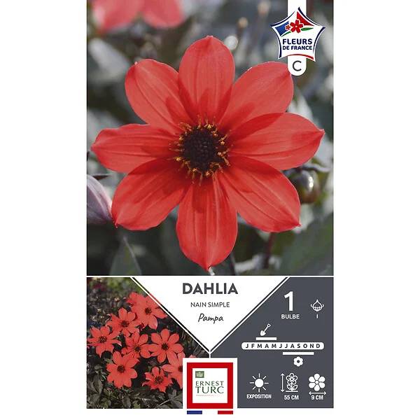 Dahlia nain simple Pampa - Pampa - Image 3
