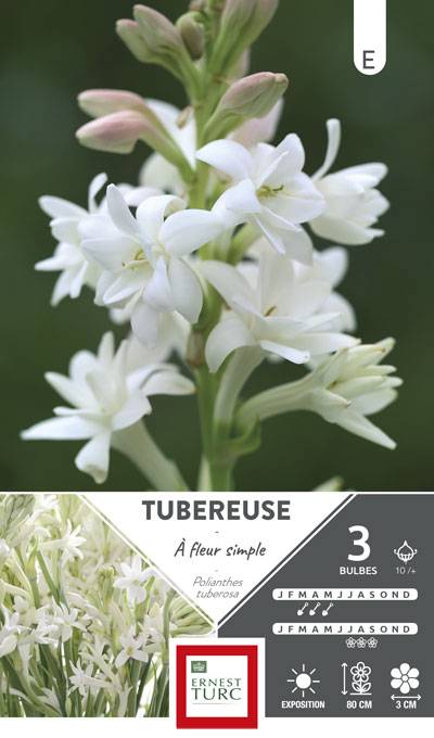 Ernest Turc - Ernest Turc - Bulbes de tubéreuse à fleur simple x3 - Image 1