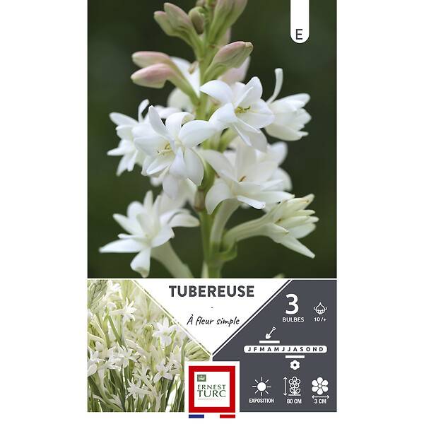Ernest Turc - Ernest Turc - Bulbes de tubéreuse à fleur simple x3 - Image 2