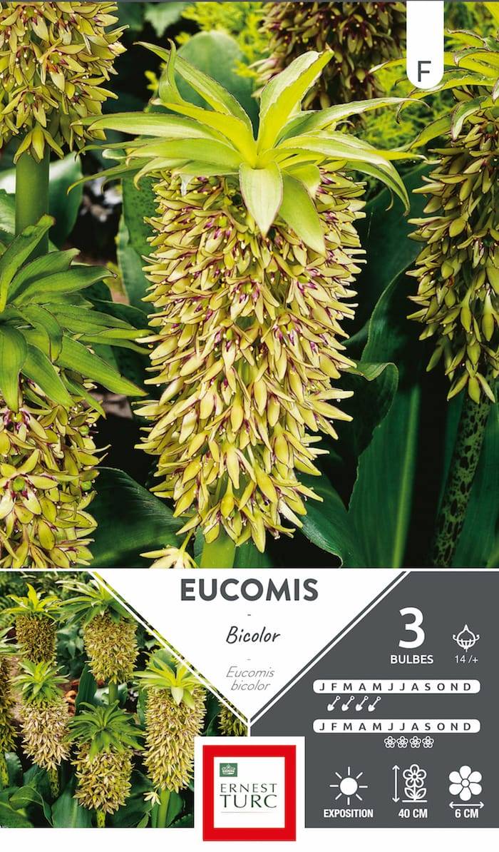 Ernest Turc - Eucomis bicolor - Imagen 1