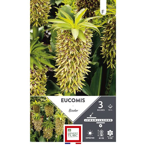 Ernest Turc - Eucomis bicolor - Imagen 2