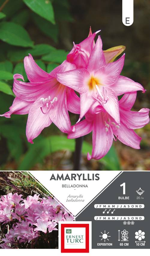 Ernest Turc - Amaryllis Belladonna Bulbe Ernest Turc - Image 1