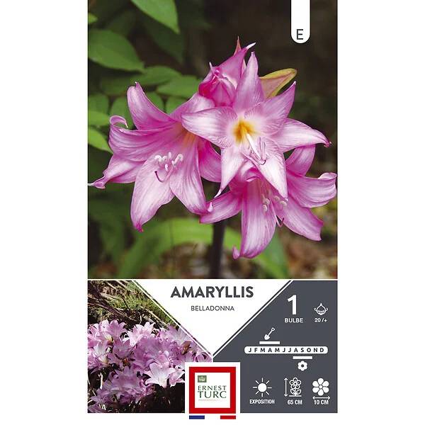 Ernest Turc - Amaryllis Belladonna Bulbe Ernest Turc - Image 2